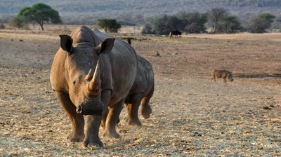 african-rhino-1170132_1920.jpg