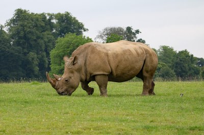 african-rhino-1895111_1920.jpg
