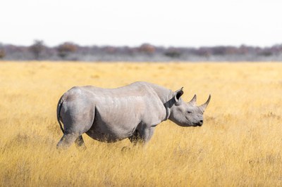 african-rhino-3758352_1920.jpg