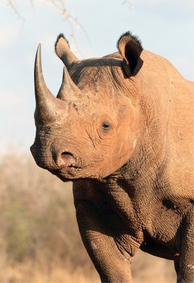 african-rhino-529711_1920.jpg