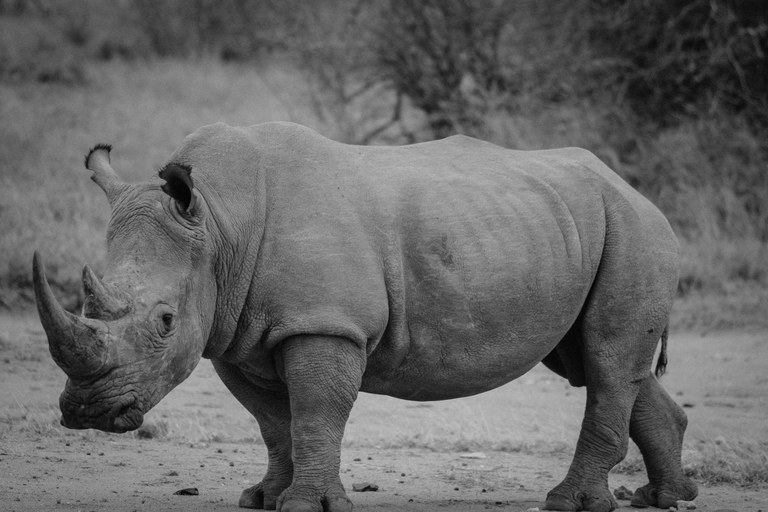 african-rhinoceros-1285199.jpg