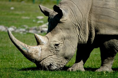 african-rhinoceros-1801977.jpg