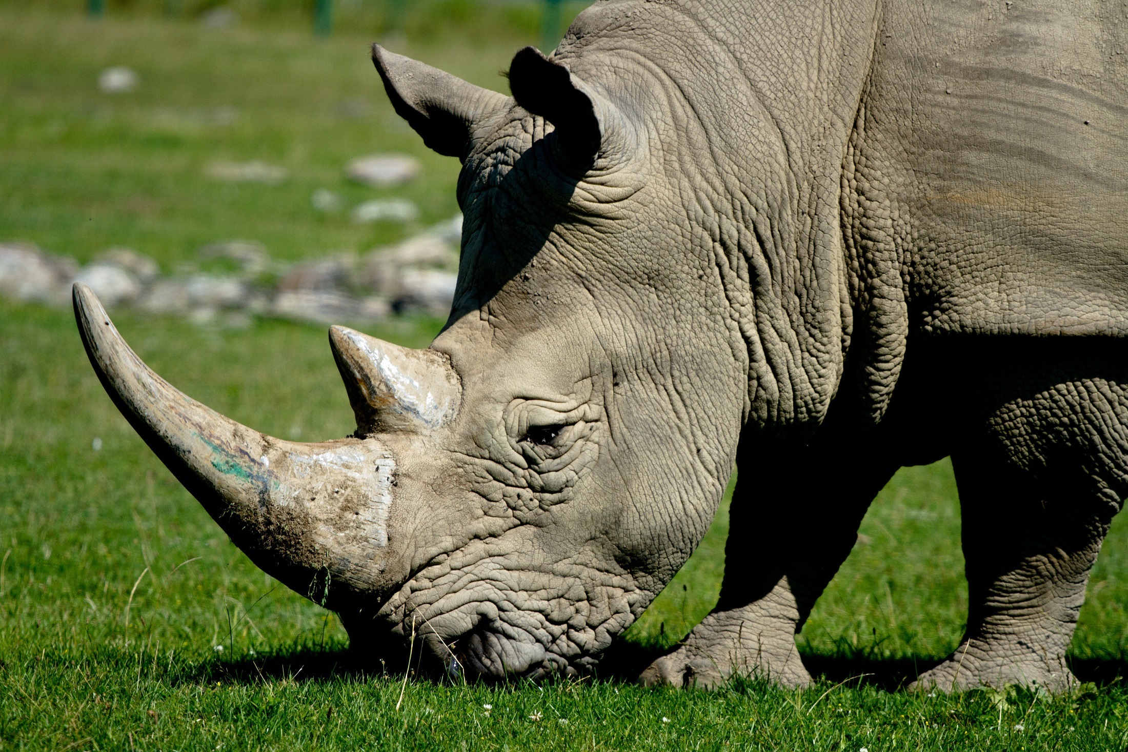 african-rhinoceros-1801977.jpg