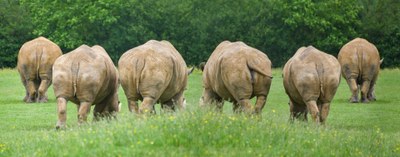 african-rhinoceros-3471555_1920.jpg