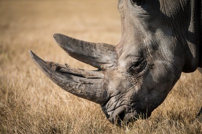 african-rhinoceros-768714_1920 (1).jpg