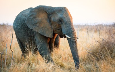african-elephant-2637319.jpg