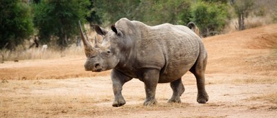 african-rhino-2637412.jpg