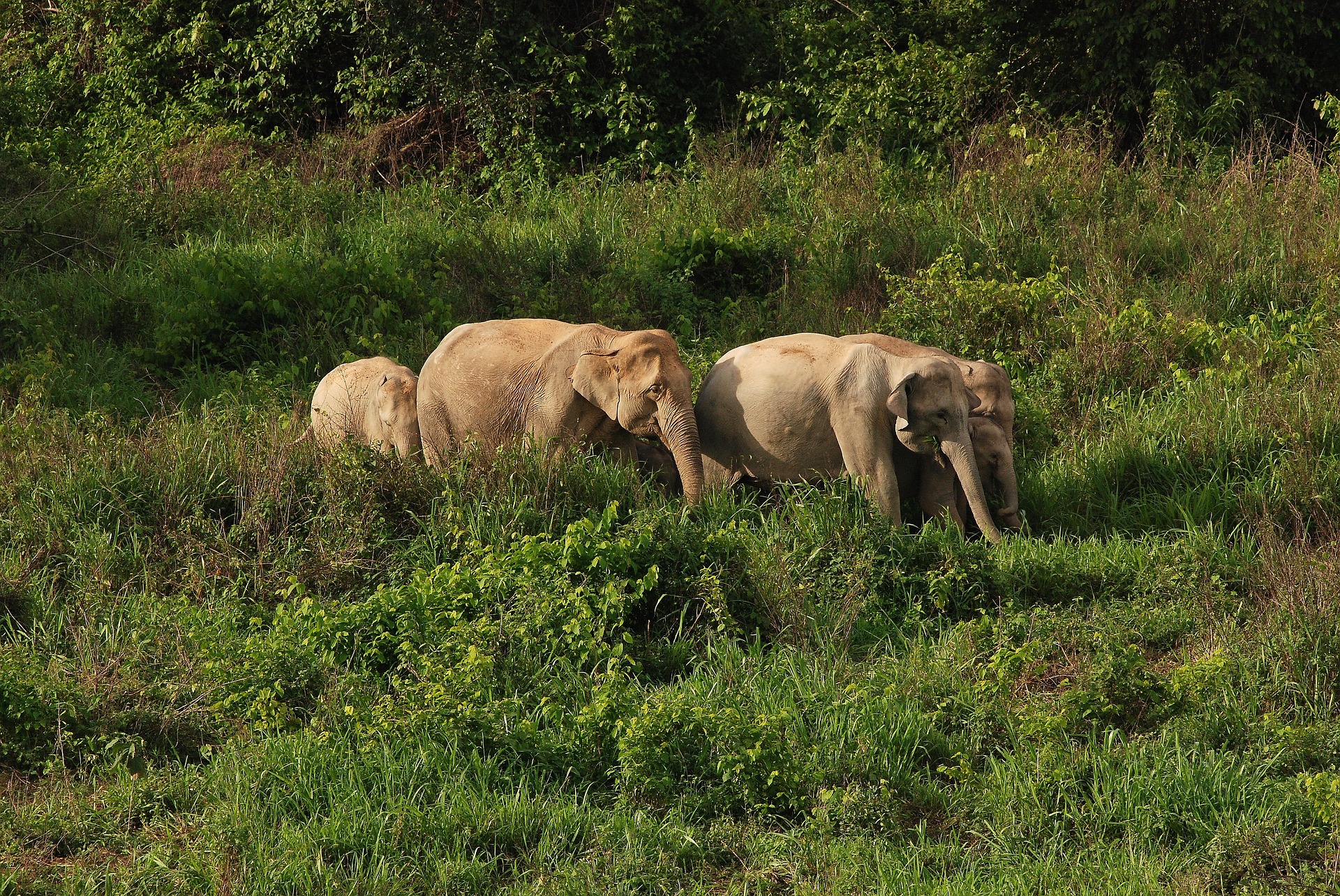 asian-wild-elephant-2744259_1920.jpg