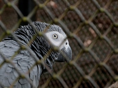african-gray-parrot-195758_1920.jpg