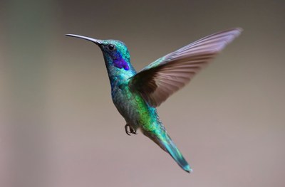 hummingbird-avian-beak-349758.jpg