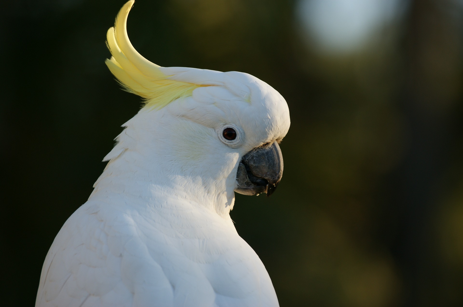 cockatoo-583921_1920.jpg