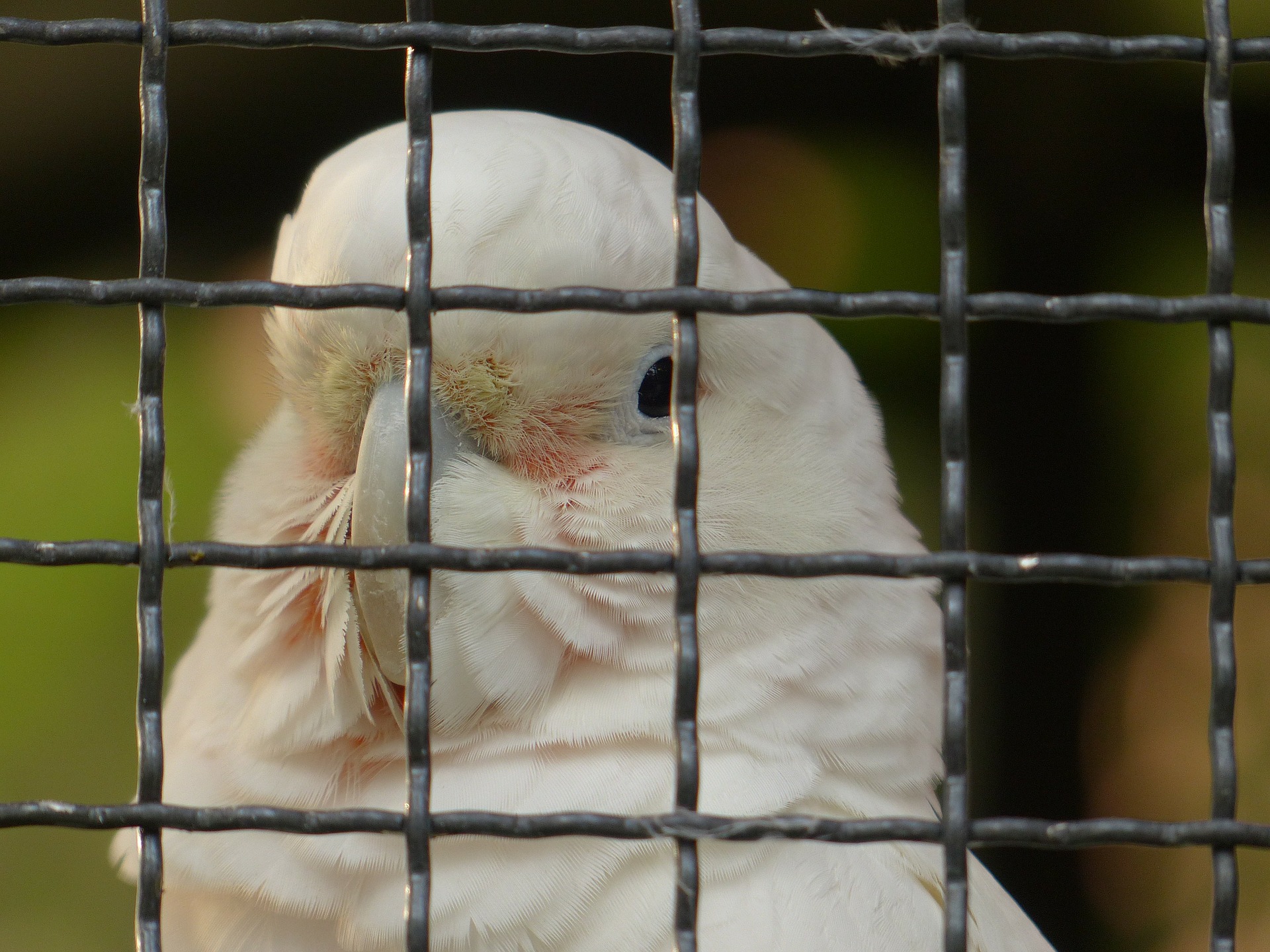 goffins-cockatoo-93665_1920.jpg