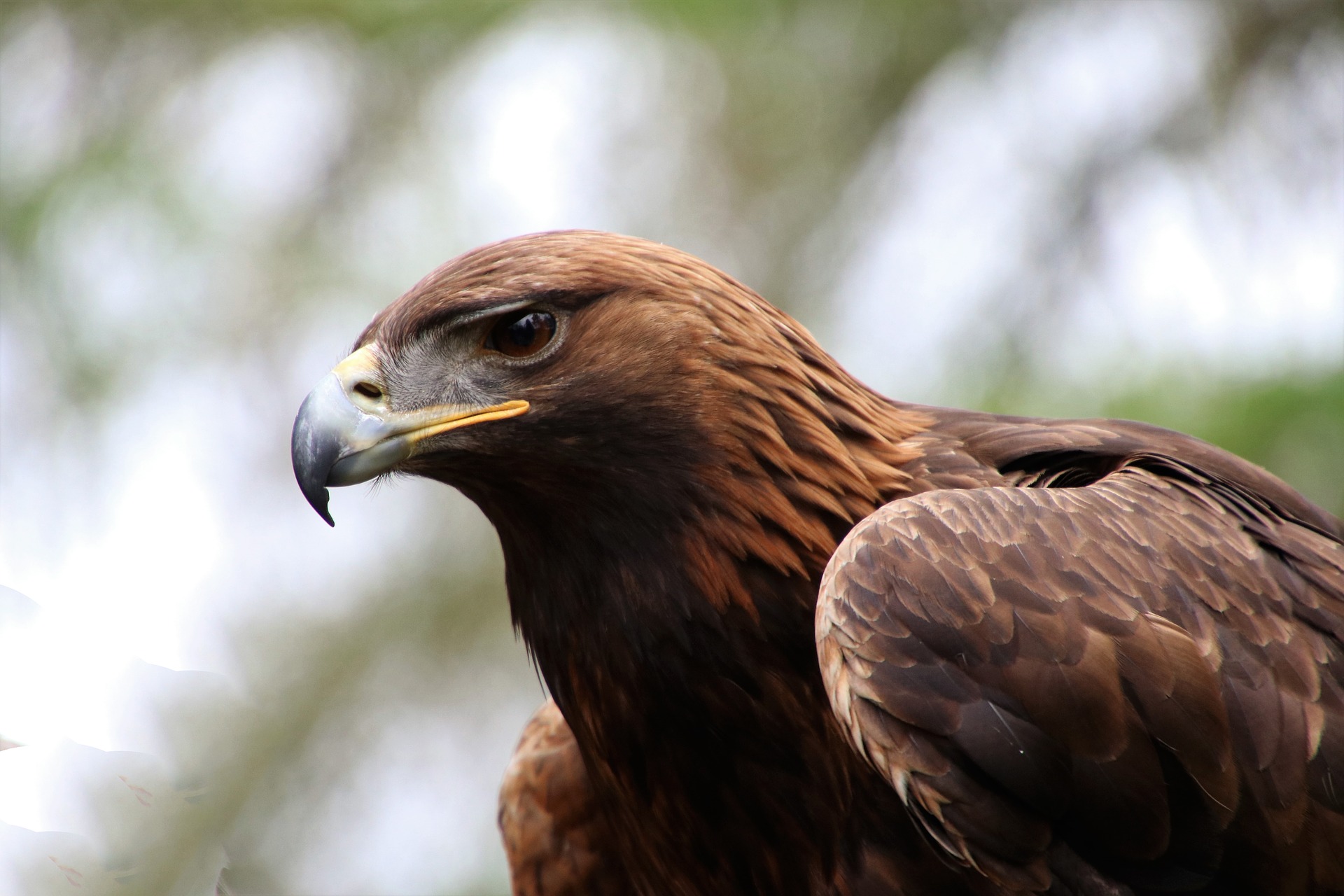 golden-eagle-2247269_1920.jpg