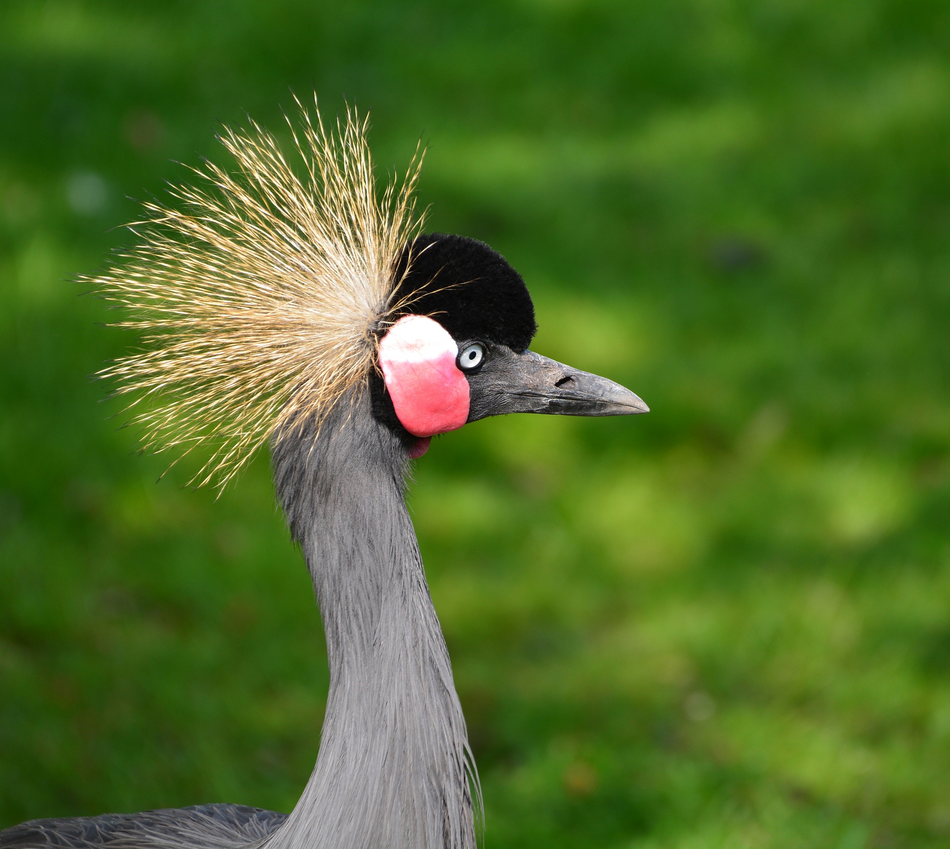 grey-crowned-crane-338834_1920.jpg