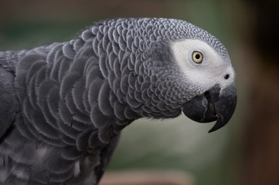 grey-parrot-1140551.jpg
