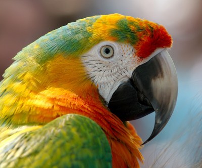macaw-943228_1920.jpg