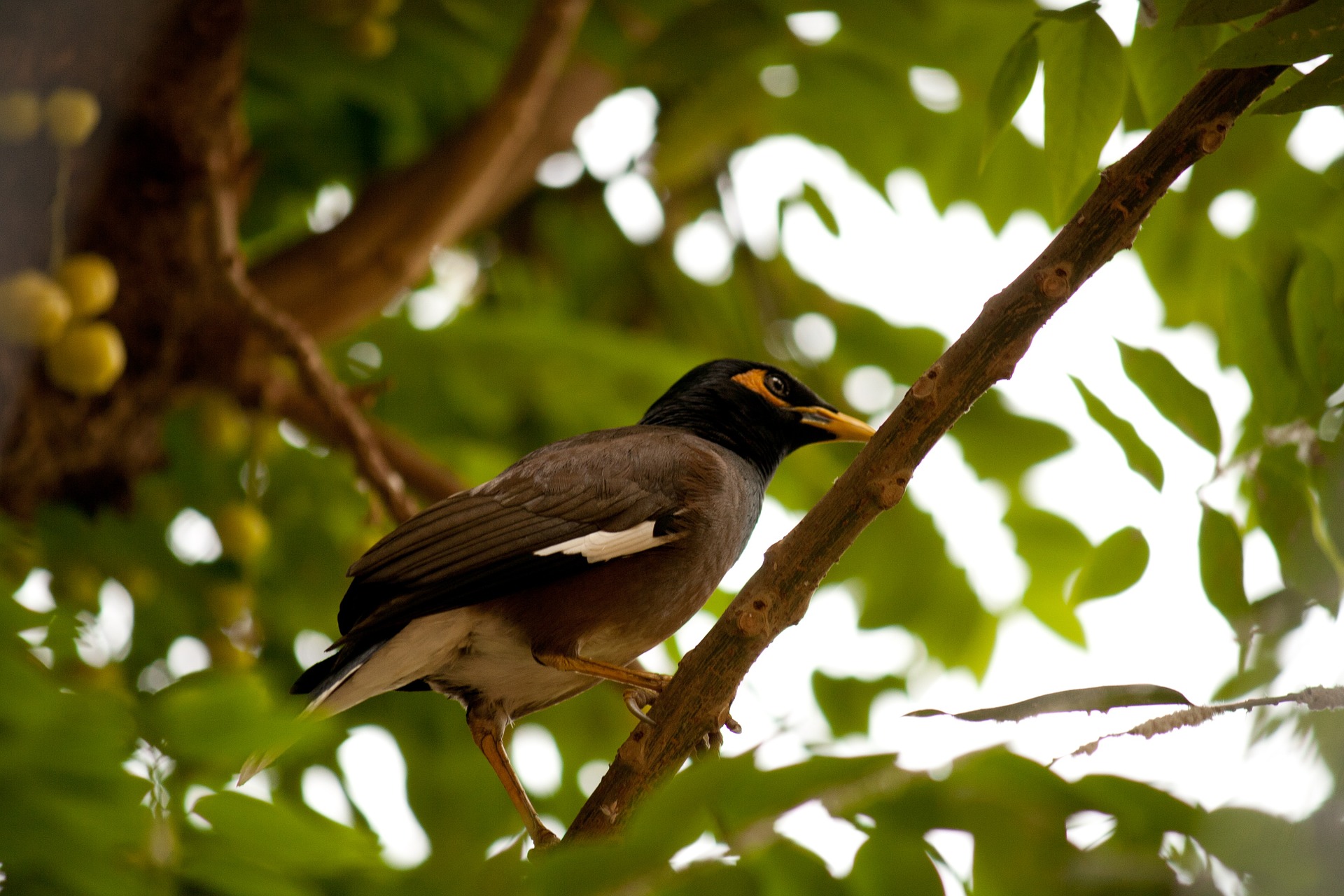 myna-390597_1920.jpg