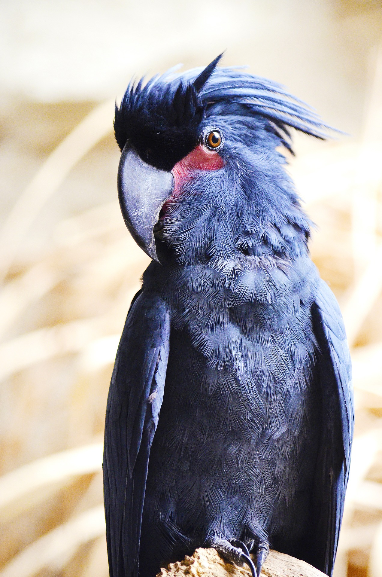 palm-cockatoo-1385663_1920.jpg