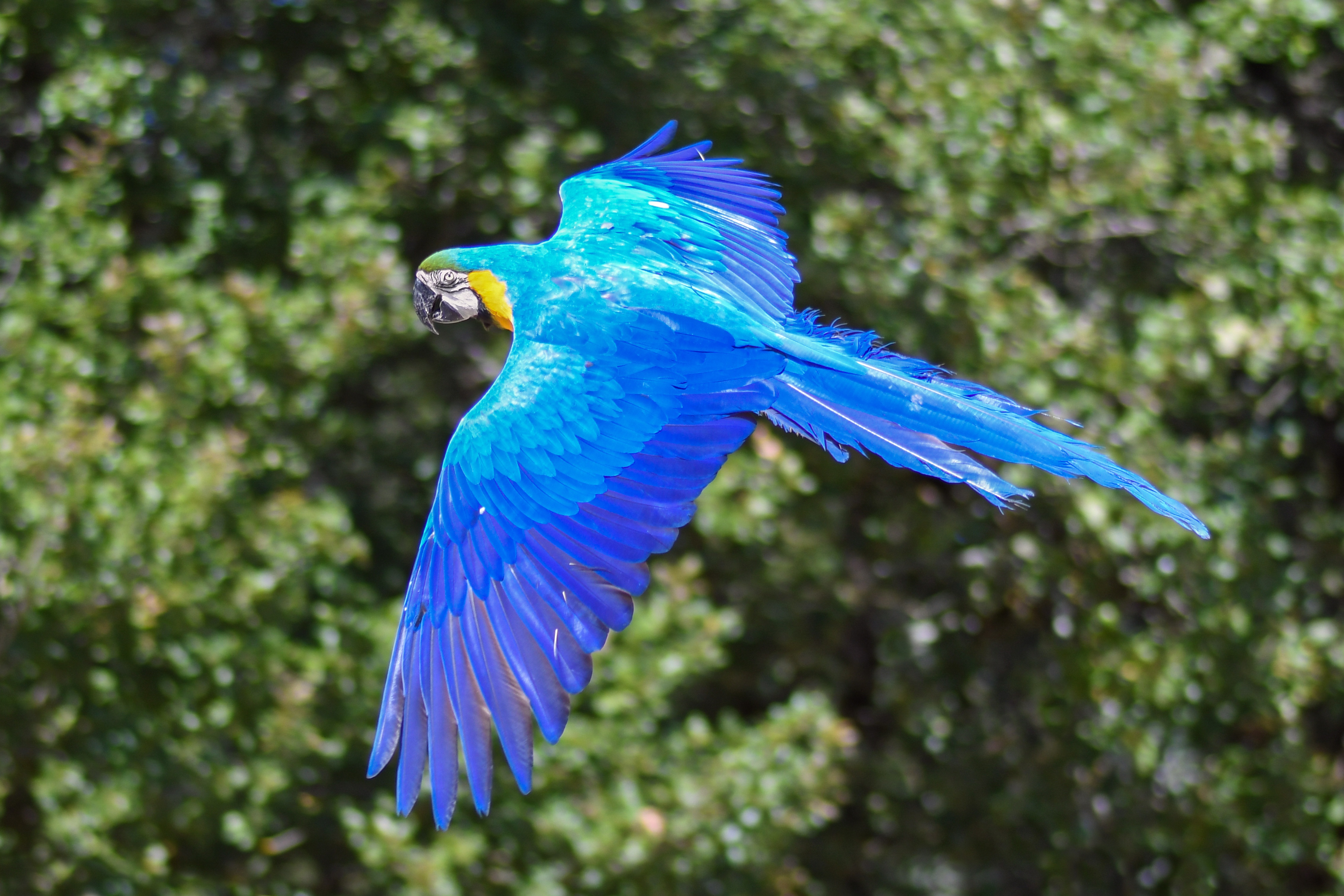 parrot-2796741.jpg