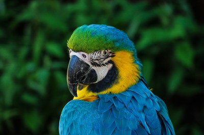 parrot-320006_1920.jpg