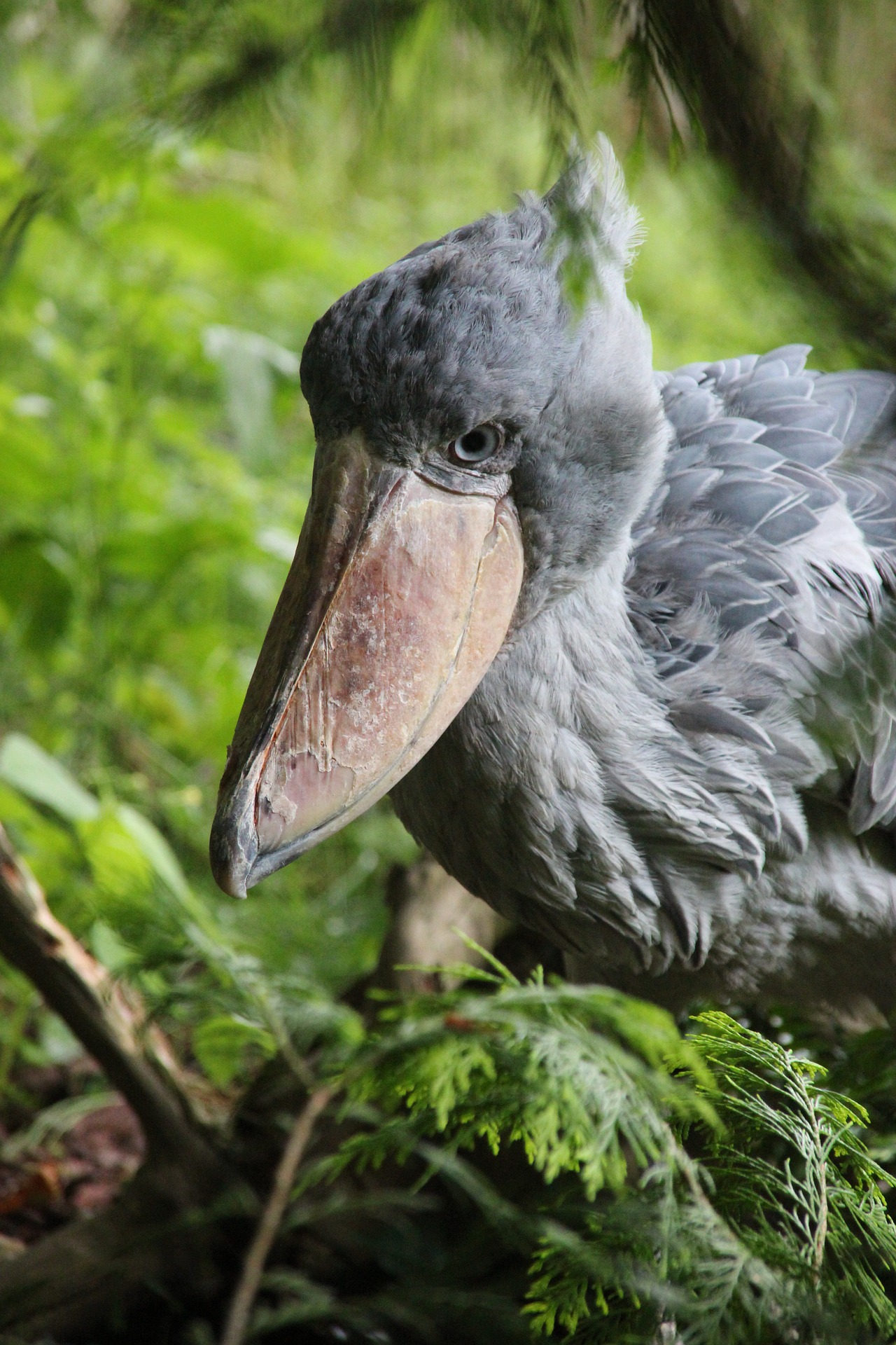 shoebill-1386340_1920.jpg