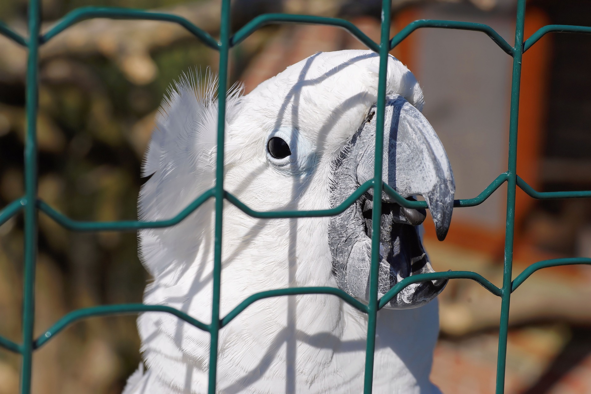 sulphur-crested-cockatoo-1116179_1920.jpg