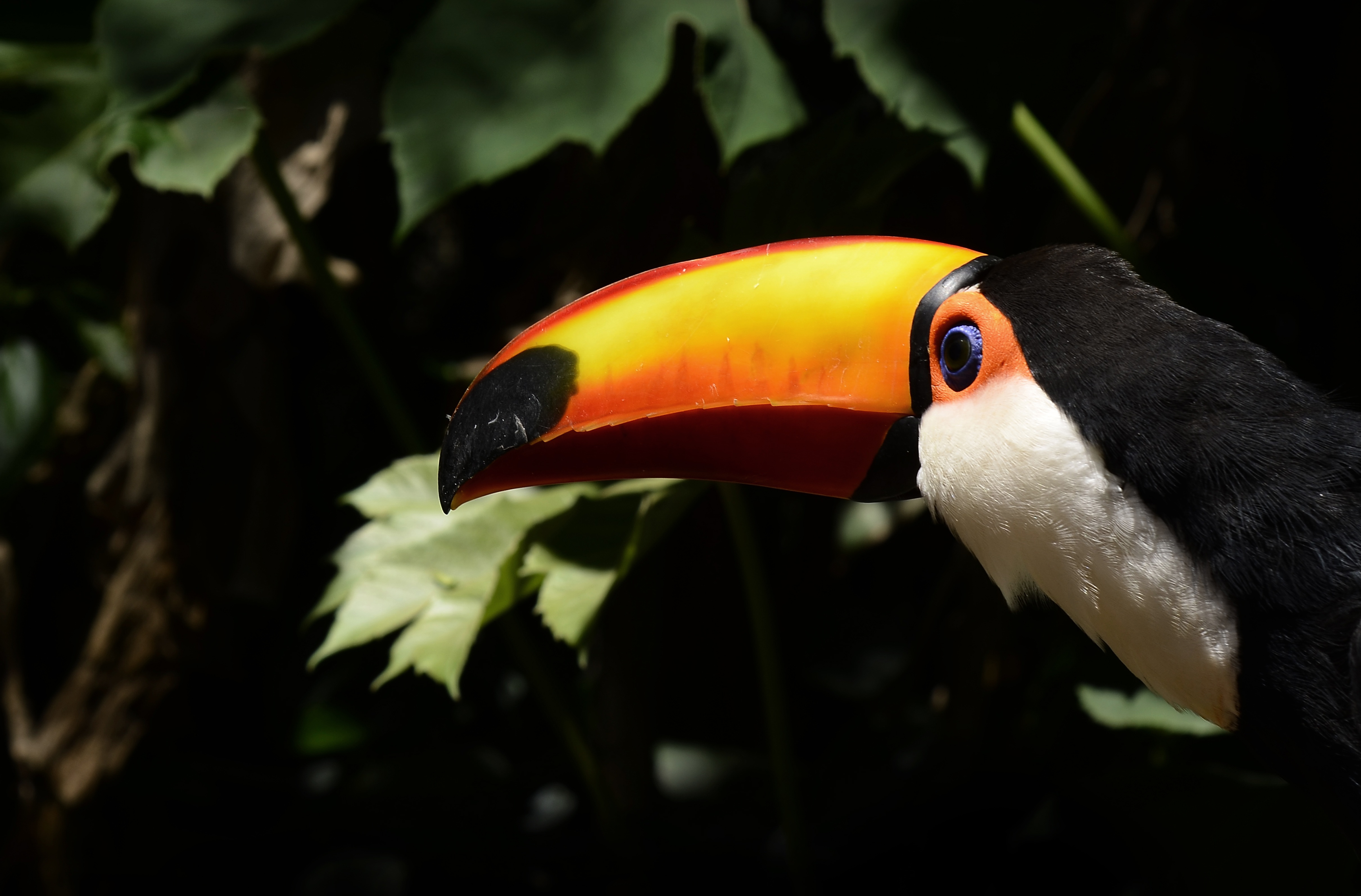 tucan-2675306.jpg