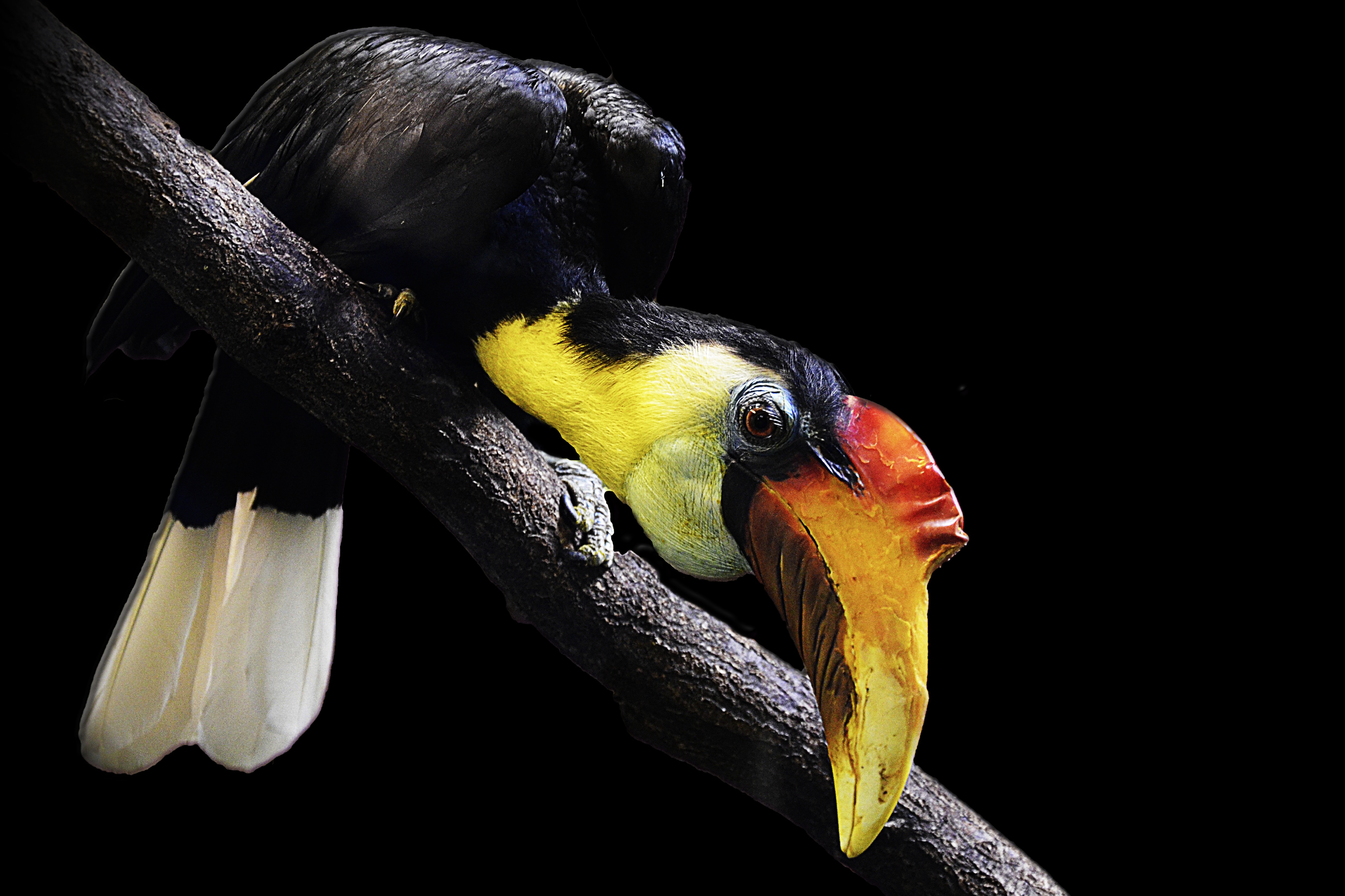 wrinkled-hornbill-1352493.jpg