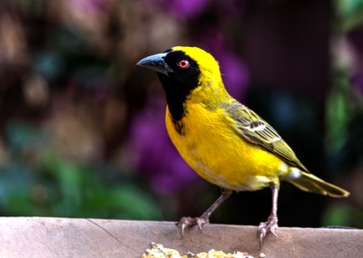 yellow-finch-1842041.jpg
