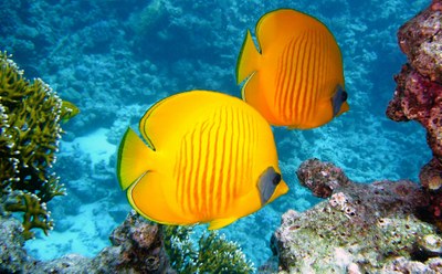 Underwater Species