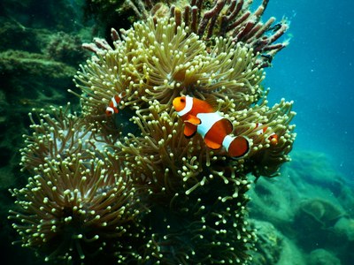 anemone-clownfish-aquarium-aquatic-1125979.jpg