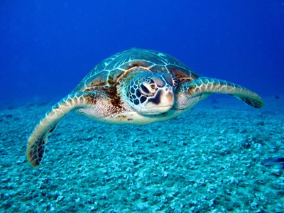 turtle-aquatic-marine-life-1618606.jpg