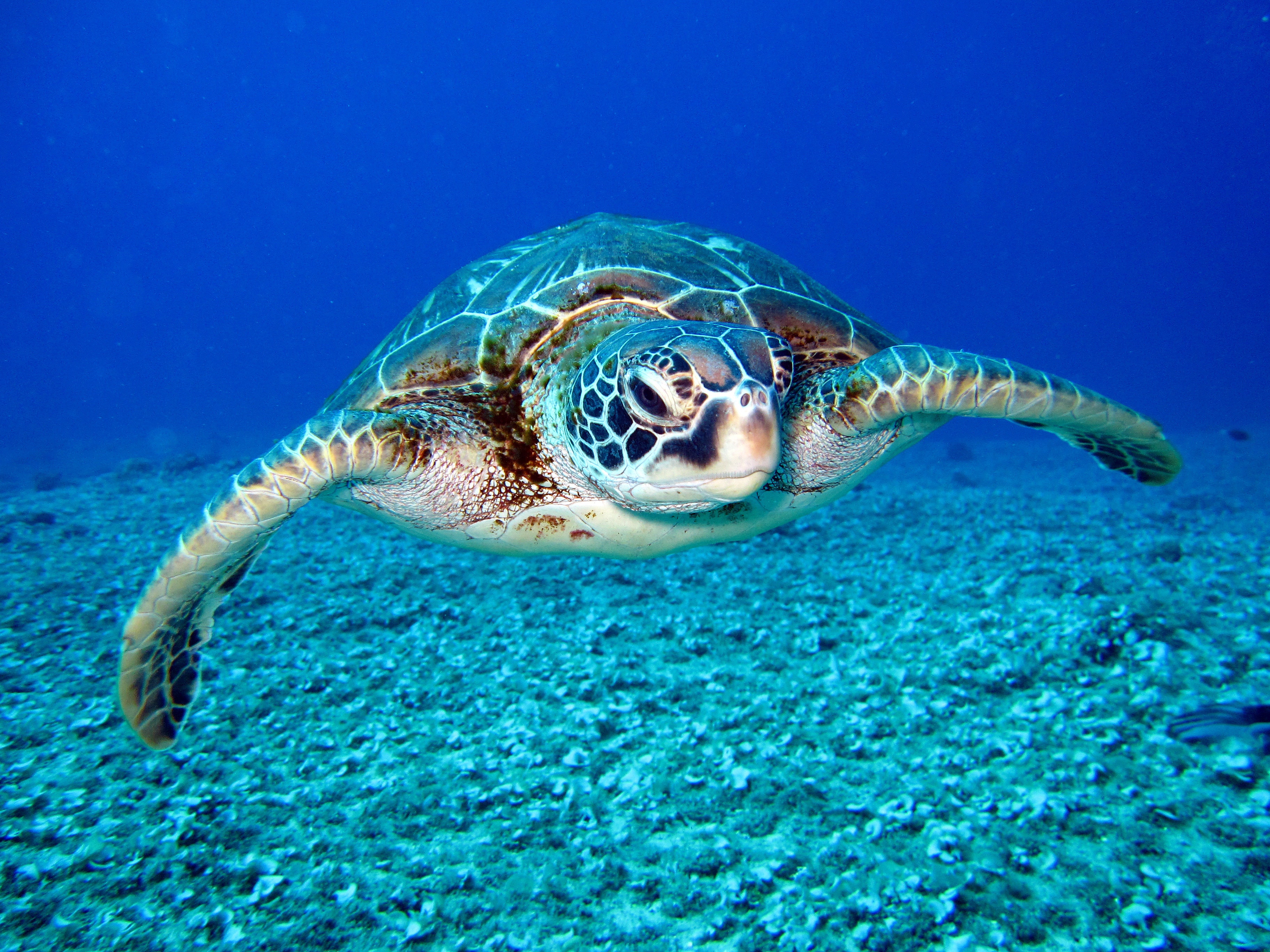 turtle-aquatic-marine-life-1618606.jpg