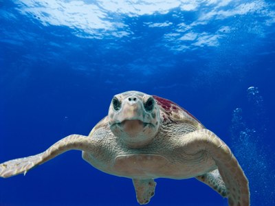 turtle-close-up-ocean-68744.jpg