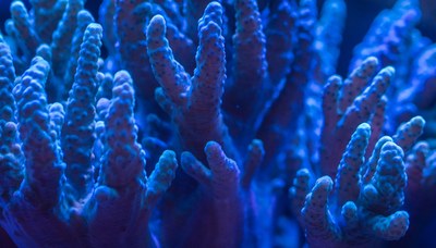 aquarium-aquatic-coral-920161.jpg
