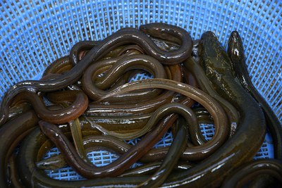 freshwater-eel-563941_1280.jpg