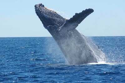 humpback-whale-1945416_1920.jpg