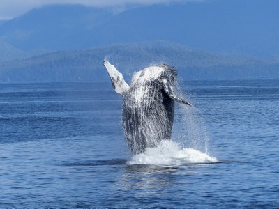 humpback-whale-431902.jpg
