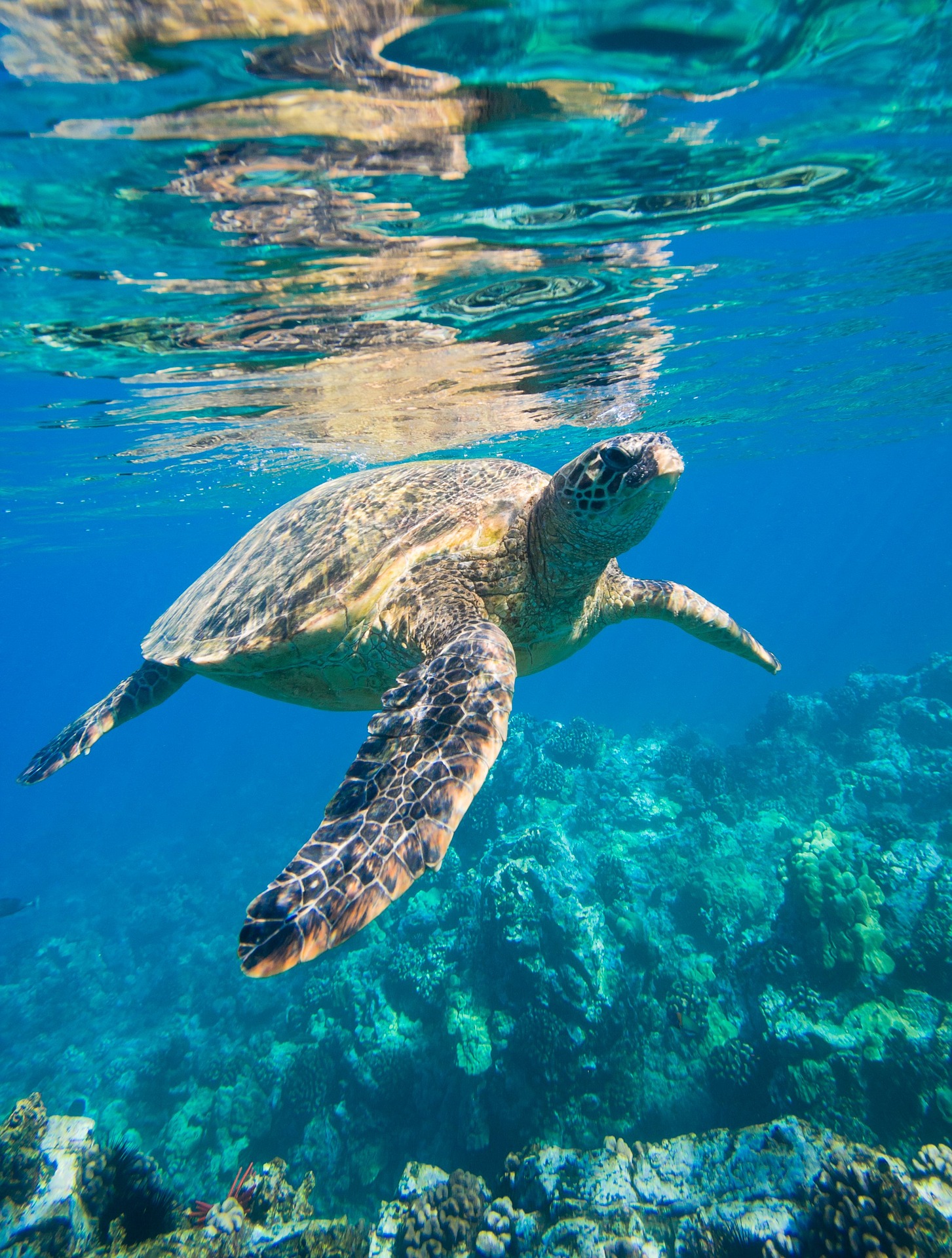 sea-turtle-2547084_1920.jpg