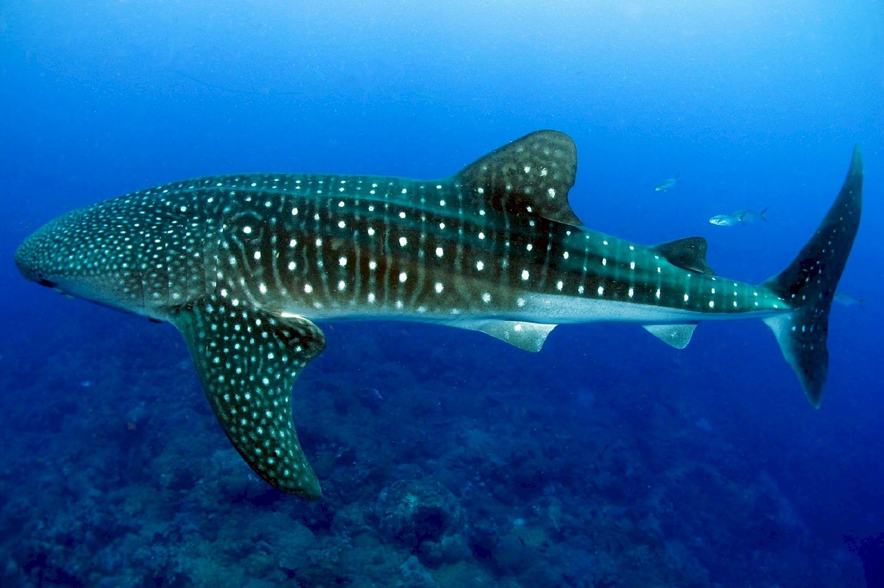 whale-shark-936691_1280.jpg