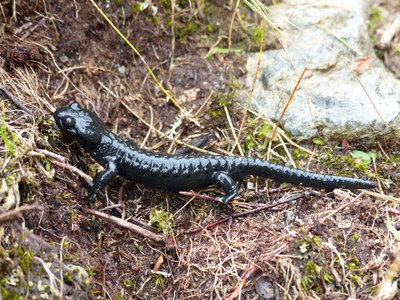 alpine-salamander-2258279_1920.jpg