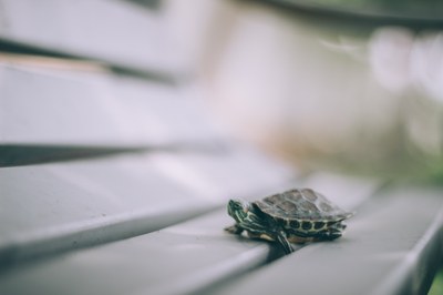 turtle-animal-photography-blur-789141.jpg