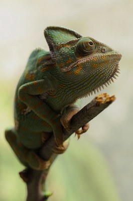 chameleon-animal-animal-photography-chameleon-62289.jpg