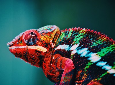 chameleon-animal-blur-567540.jpg