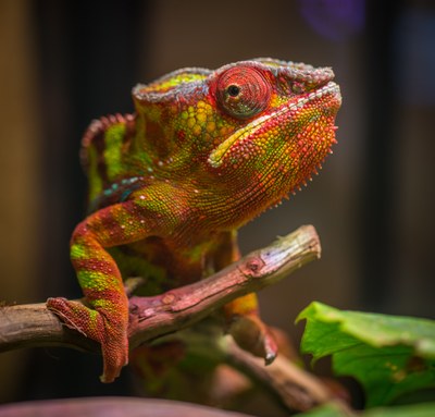 chameleon-animal-blurred-background-camouflage-751687.jpg