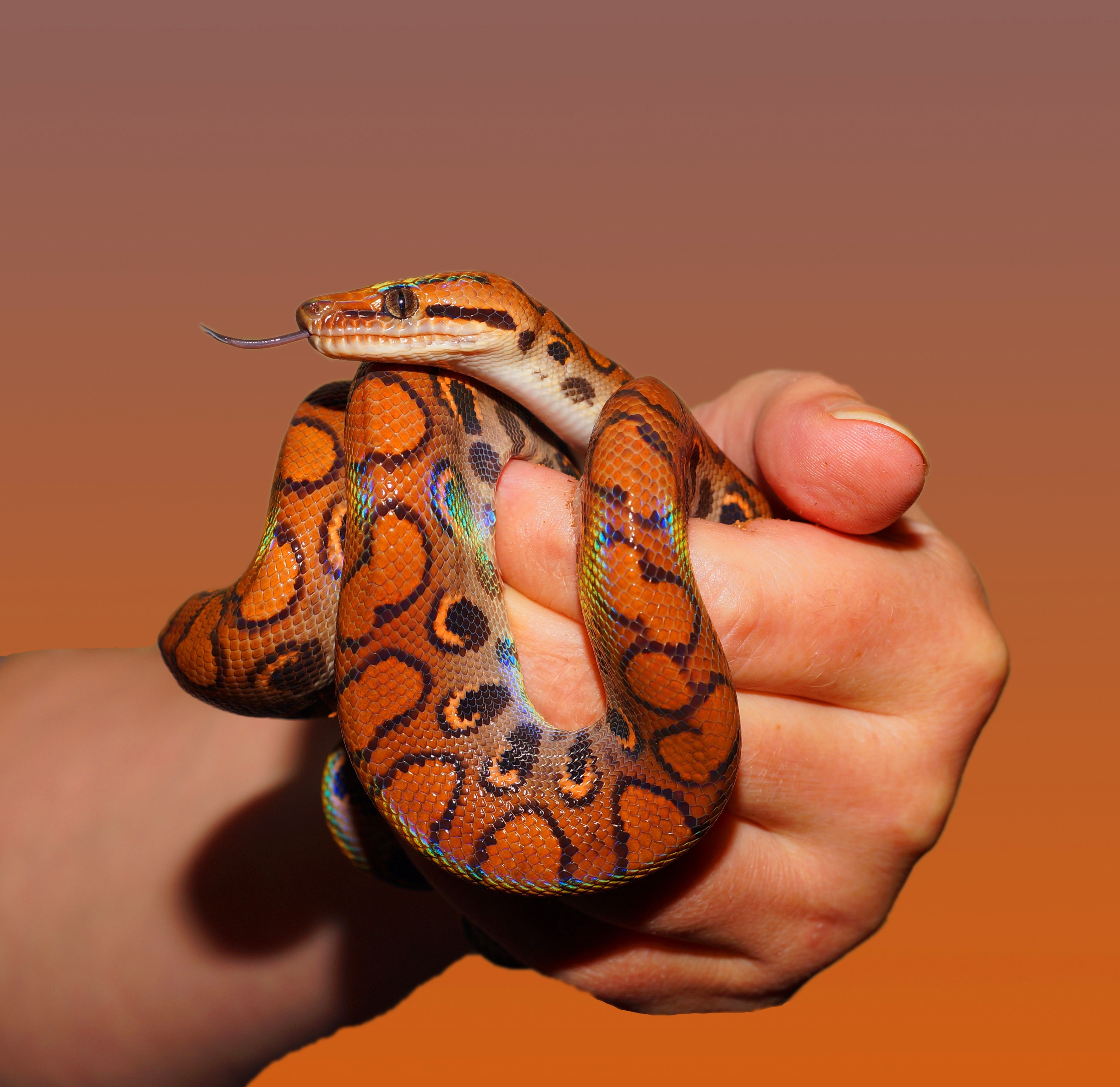 snake-hand-rainbow-boa-34426.jpg