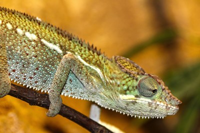 chameleon-200319_1920.jpg