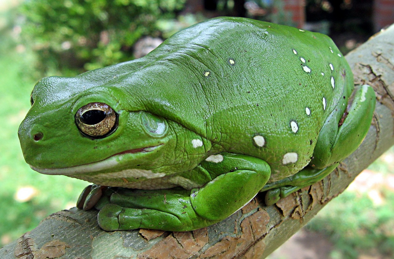 finger-coral-tree-frog-62889_1280.jpg