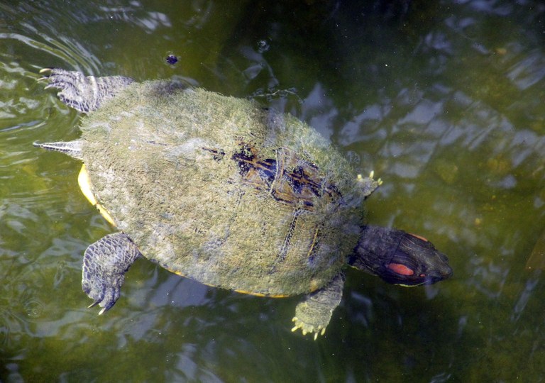 freshwater-turtle-429556_1920.jpg
