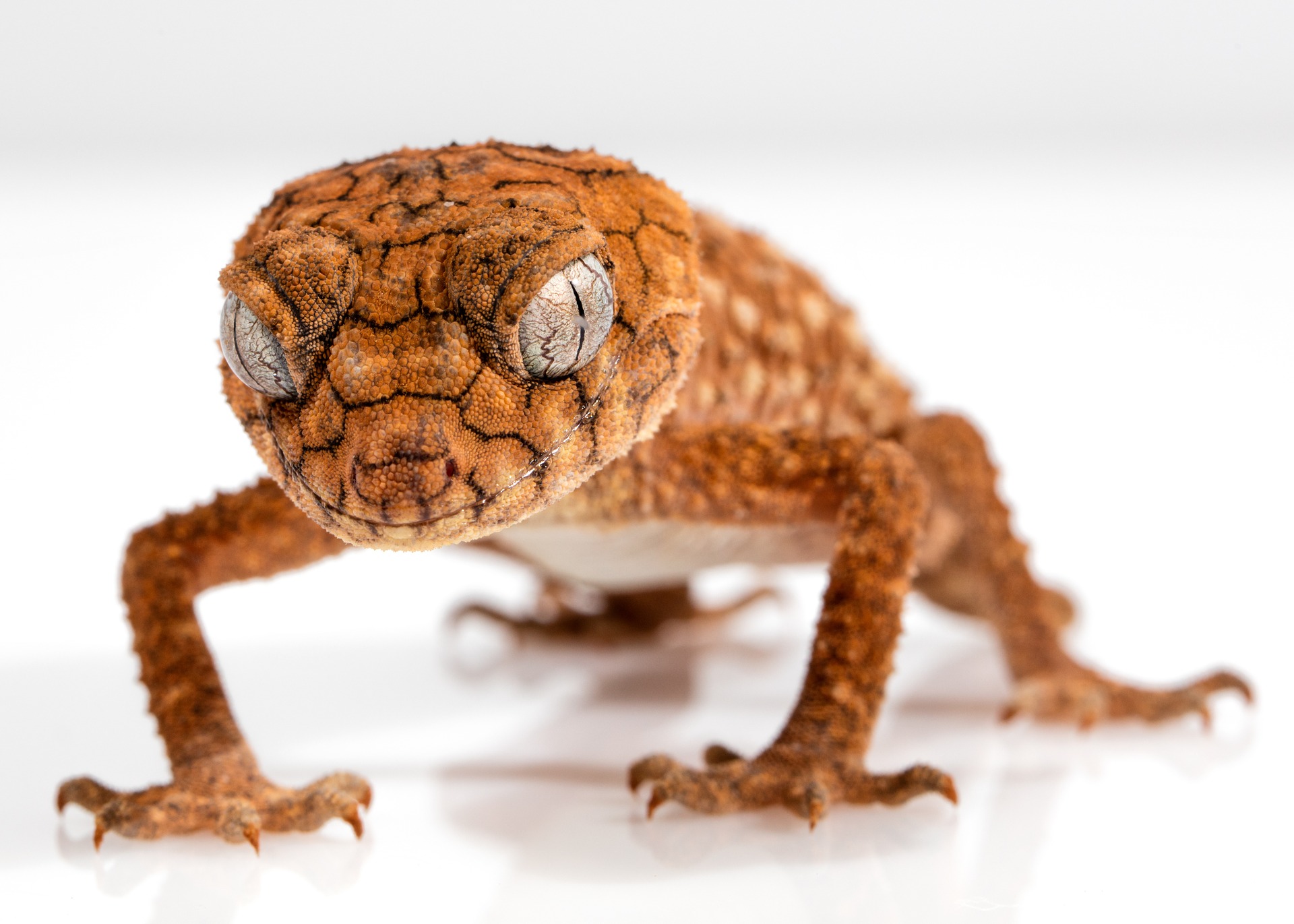 gecko-1373165_1920.jpg